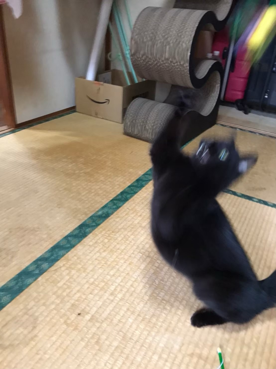 川崎区ペットシッター　猫ちゃんのお留守番