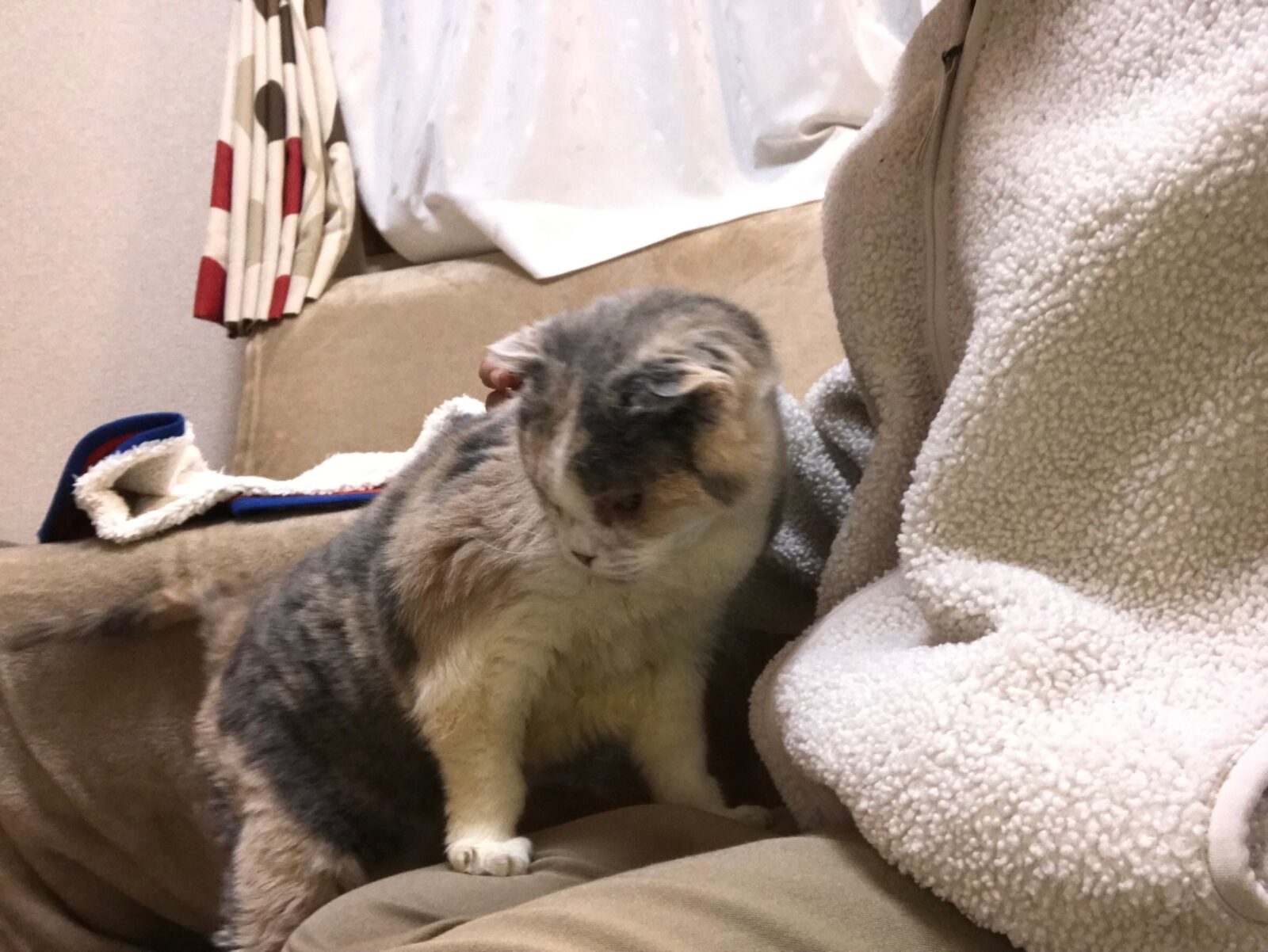 スコティッシュホールド　ちこちゃん♡日吉　ペットシッター