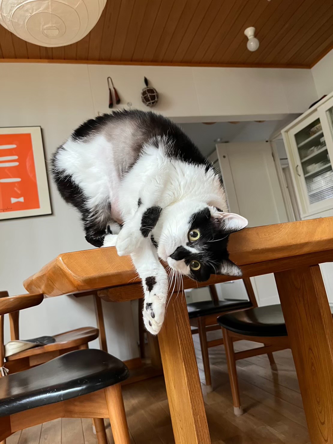 川崎市ペットシッター