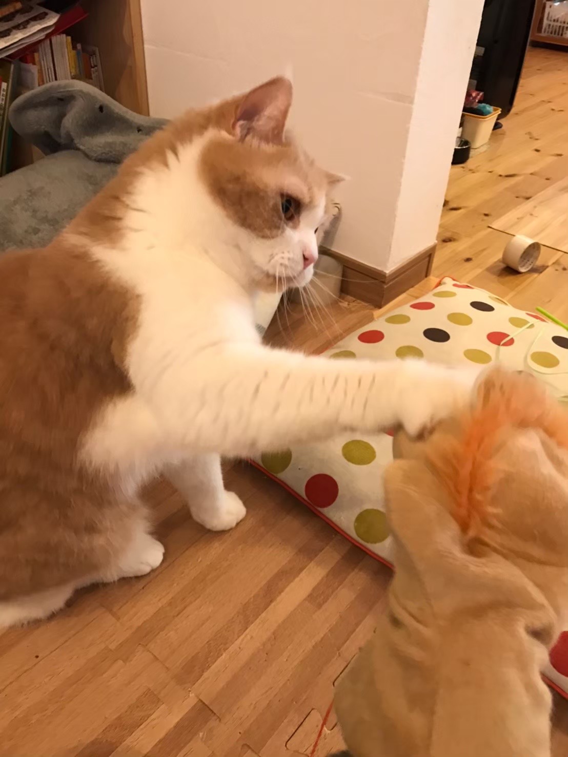 末吉ペットシッター　猫ちゃんのお世話