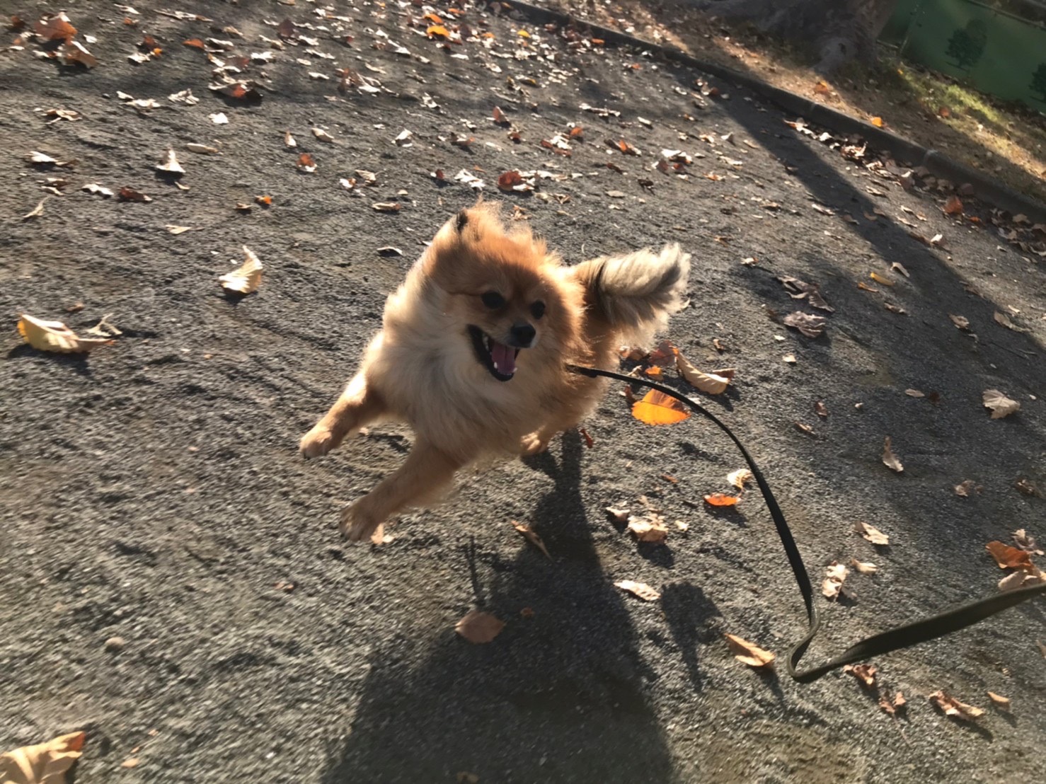 お散歩代行 ポメラニアン G君
