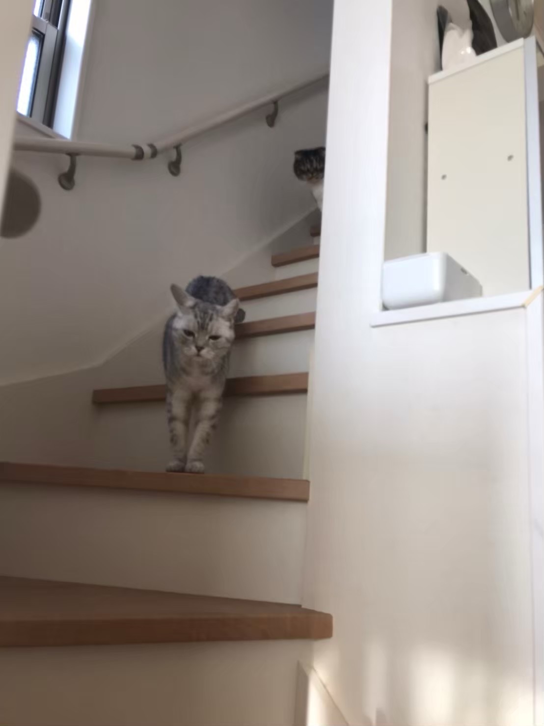 鶴見区ペットシッター