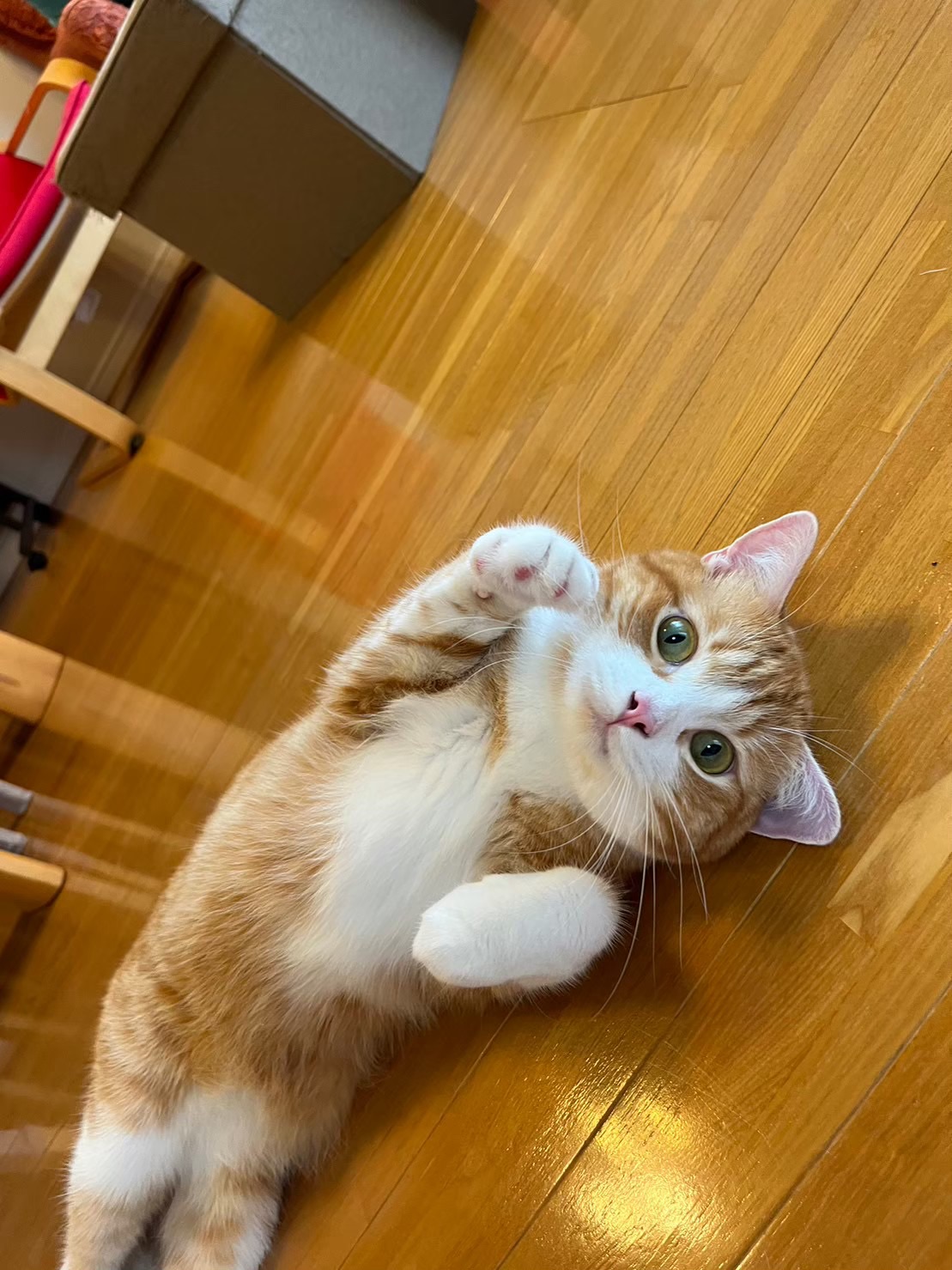 日吉ペットシッター