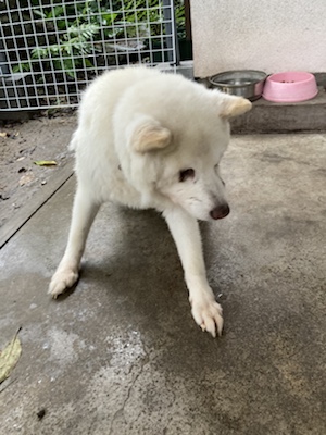 筑前町　リピーター　たろうくんのお世話