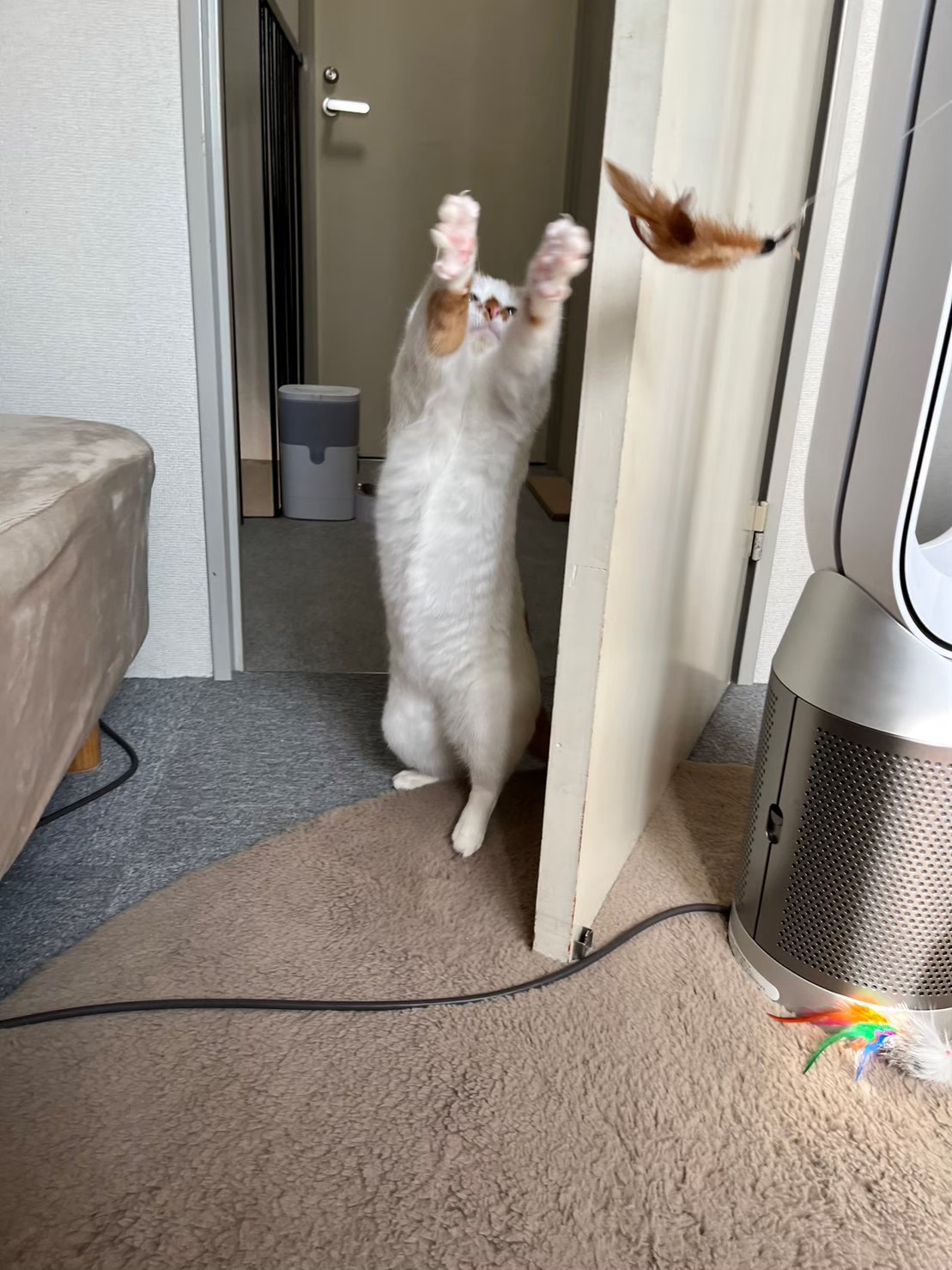 矢向ペットシッター