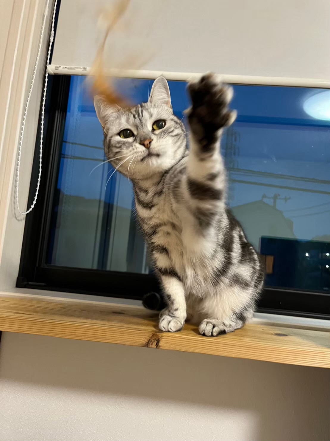 日吉ペットシッター　