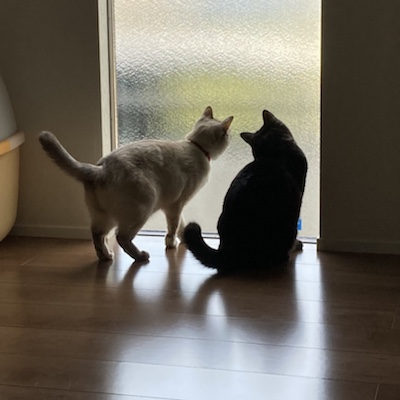 大野城市　姉妹猫　ミミちゃんとココちゃんのお世話へ