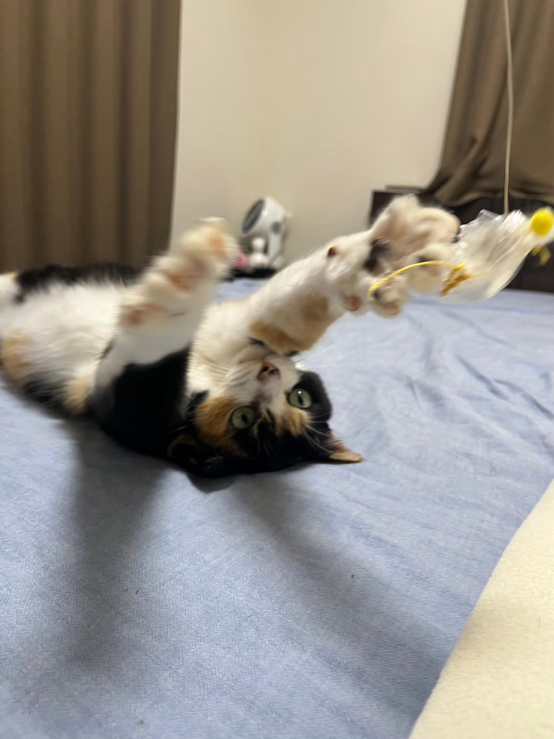 港北区ペットシッター