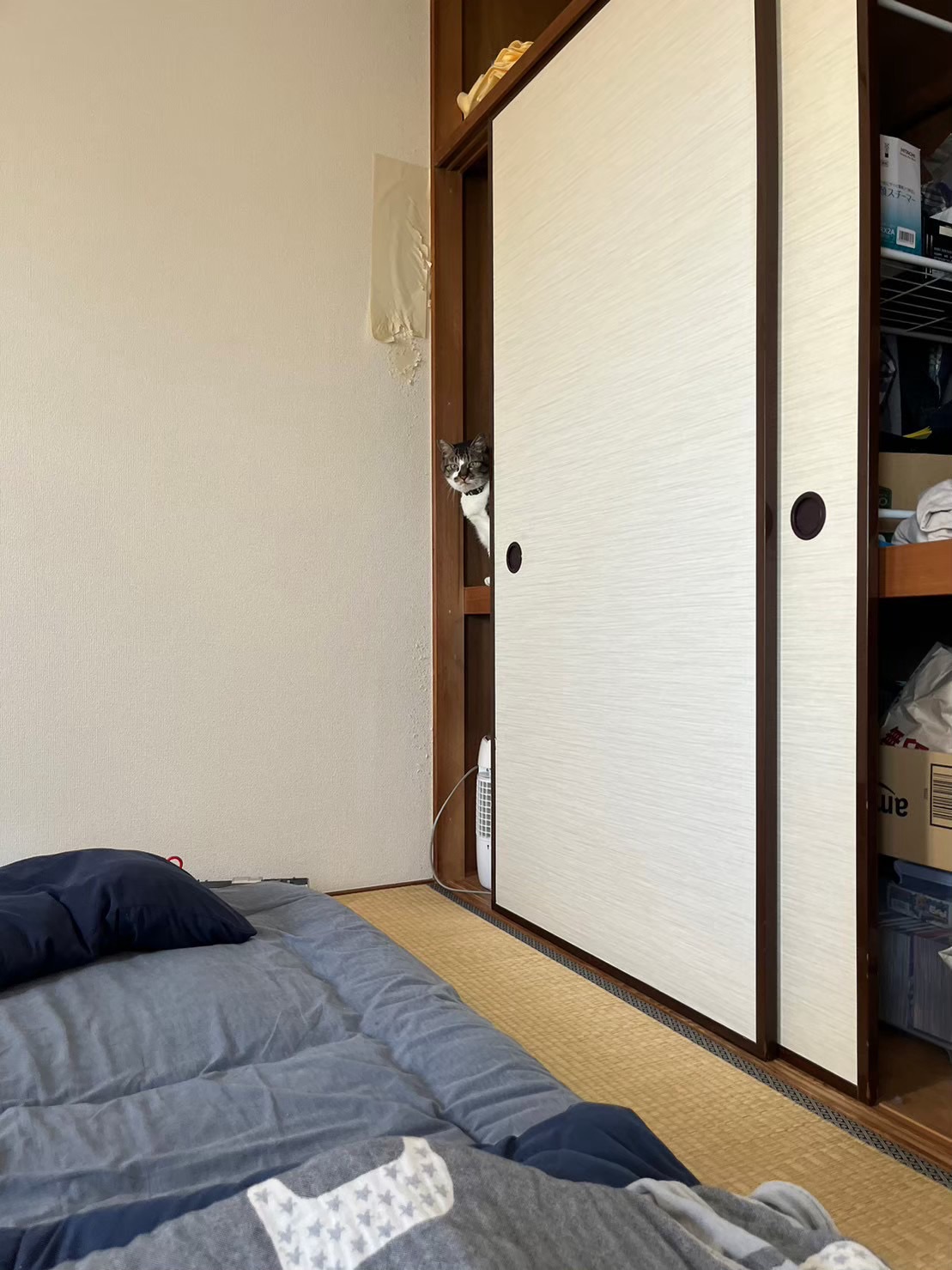 鶴見区ペットシッター