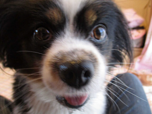 旅行や出張だけじゃない？ペットシッターの活用方法をご紹介