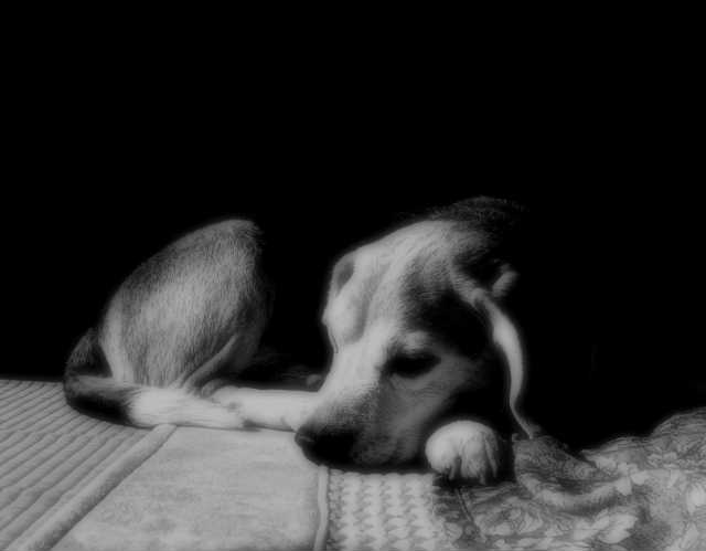 長時間の留守番が難しい仔犬や老犬のお世話