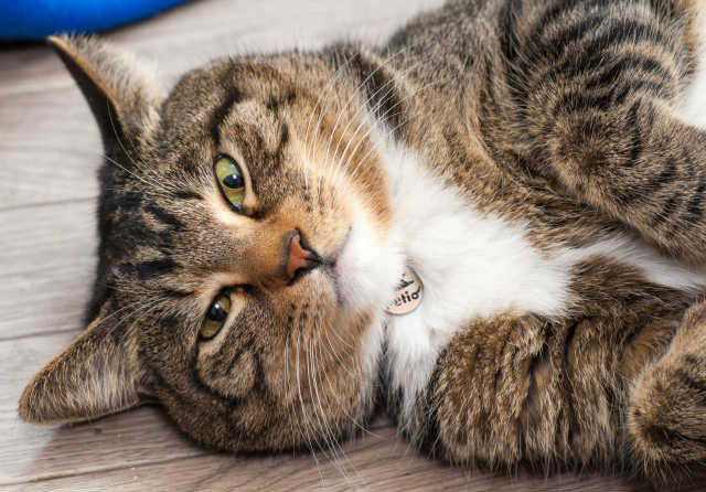 猫　痙攣　対処法