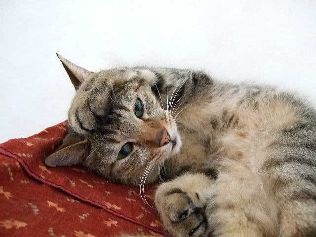 猫　痙攣　主な病気