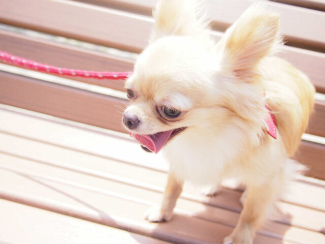 ケンネルコフの症状、治療、予防方法は？子犬や老犬の咳に注意