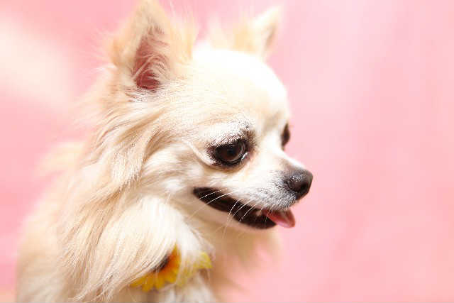 ケンネルコフはどのようにしてうつるの？