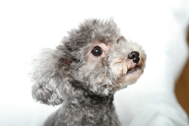 ケンネルコフの症状