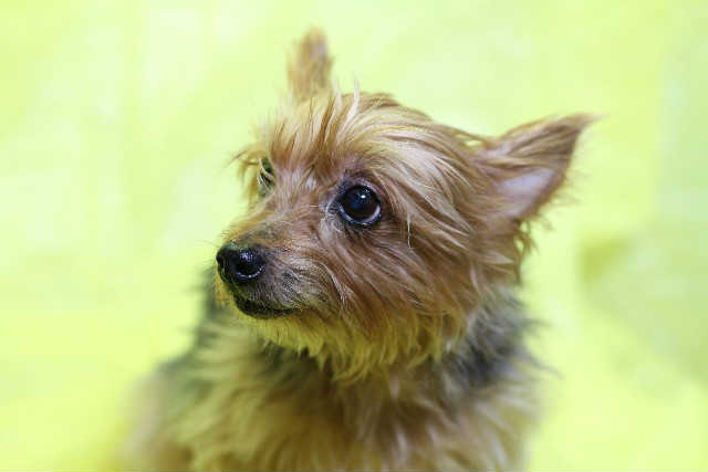 ワクチンでの予防