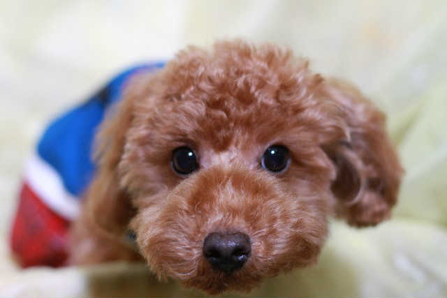 子犬をむかえたら