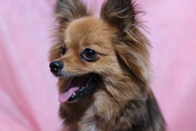 ケンネルコフの治療