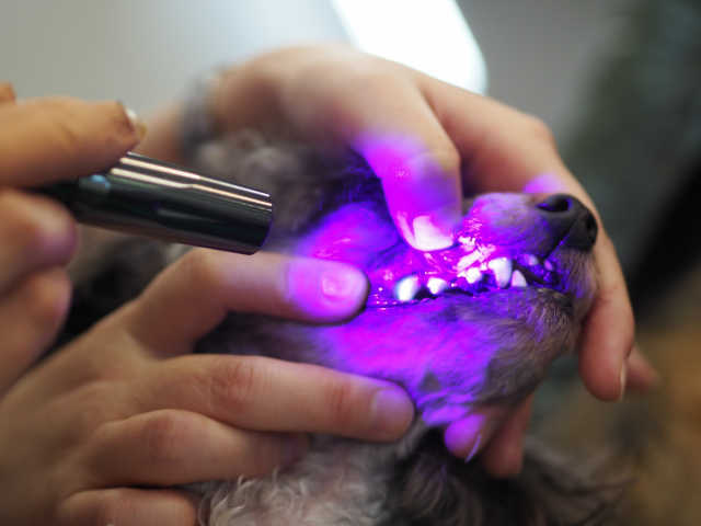 歯石がついてしまったら