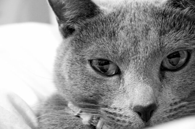 目は健康のバロメーター～猫の目の病気～