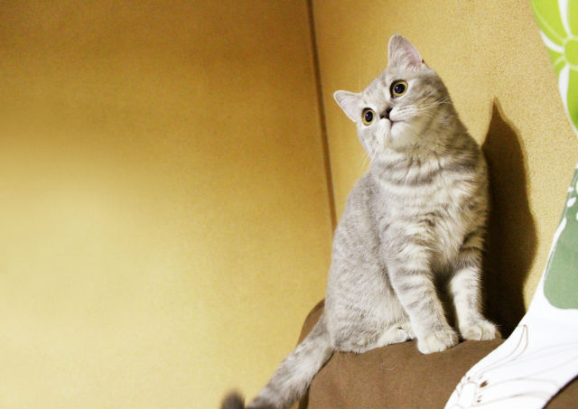 猫の角膜炎・角膜潰瘍