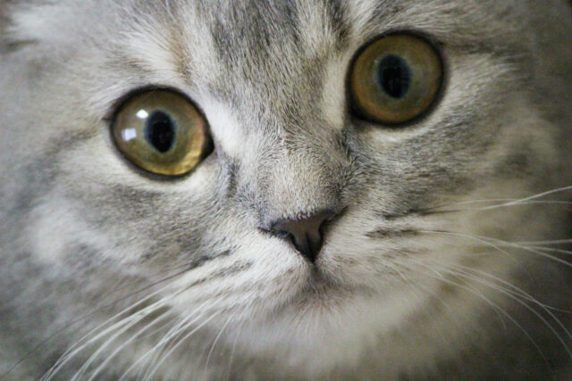 猫の涙・目ヤニが多い～ほうっておいて大丈夫？