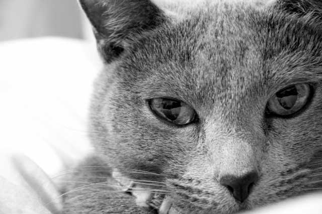 猫の目ヤニの色と症状