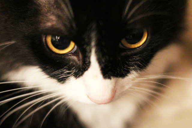 目の状態をよく観察する