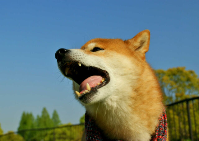 「ペットのお世話します、預かります！」 無資格・無認可にご注意を！