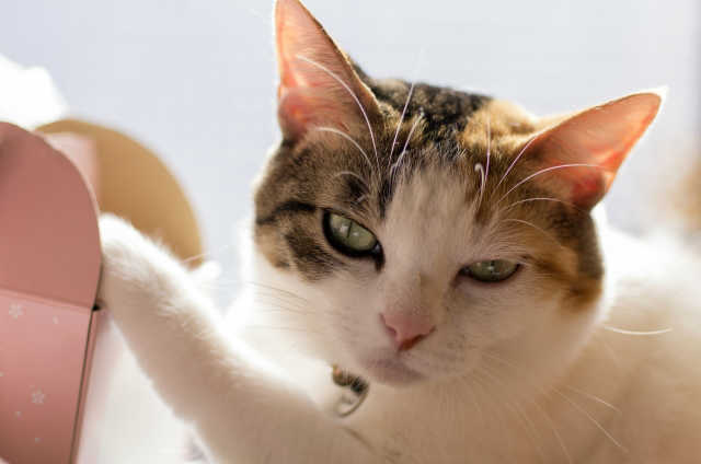 ペットのお世話にも認可が必要