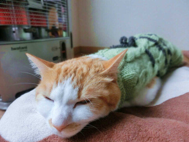 猫の鼻がぐずぐず…これって猫風邪？原因、症状、治療方法は？