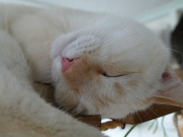 猫風邪の治療方法