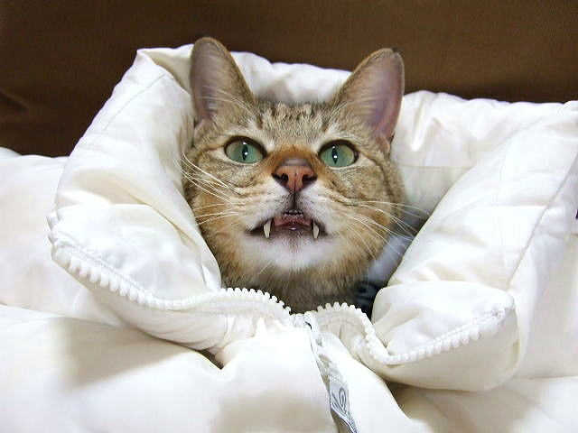 そもそも猫風邪って？