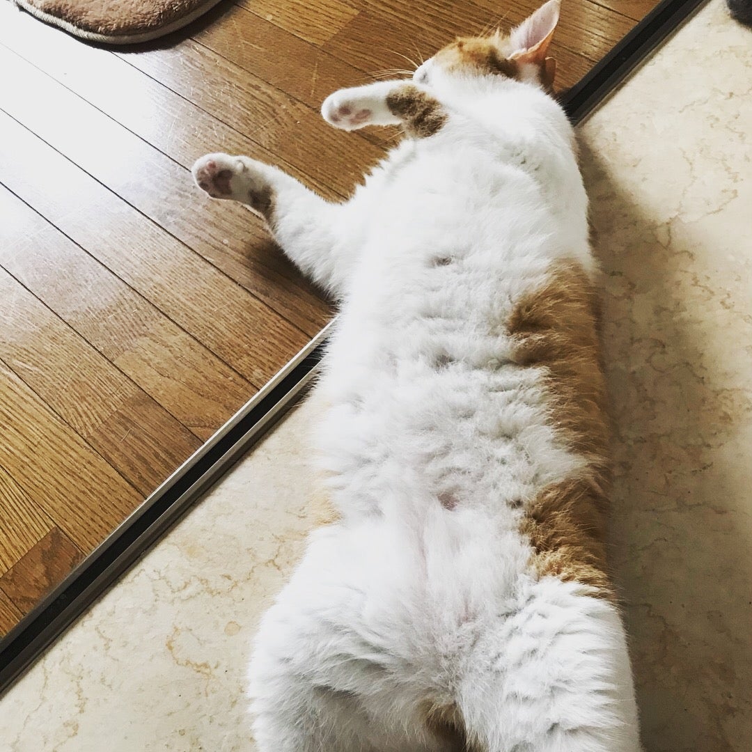 まったりとお留守番10日目小梅ちゃんと小鉄君