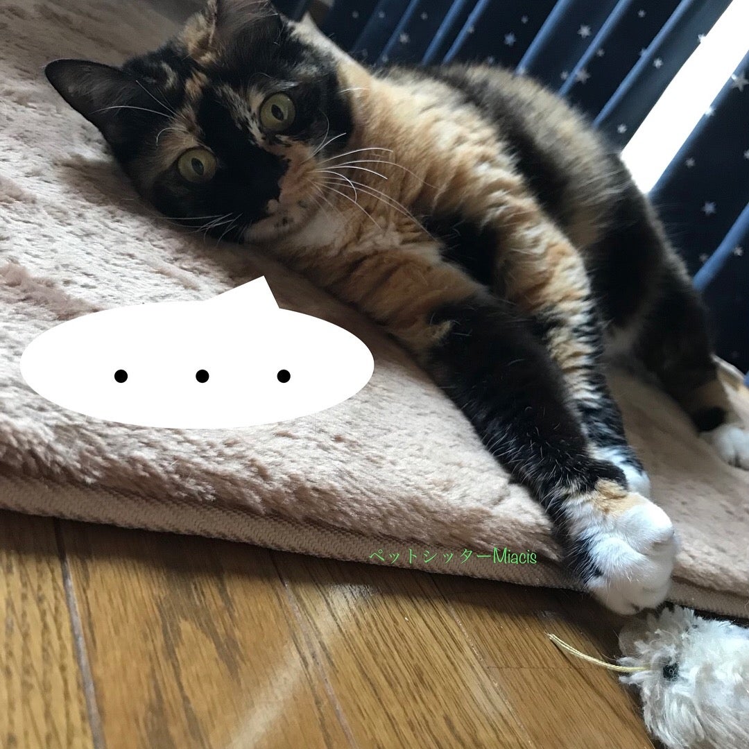 モデル提供：小梅ちゃんと小鉄君です。