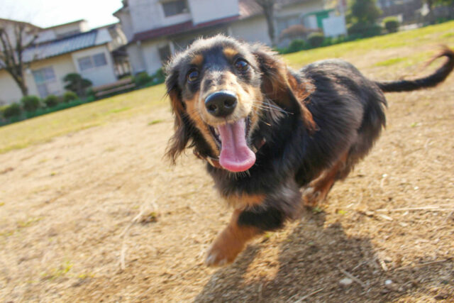 お留守番のイタズラ軽減にお散歩代行が効果的なワケ
