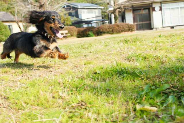 若い犬、作業意欲の高い犬、エネルギーを持て余している犬にはたっぷりのお散歩を!