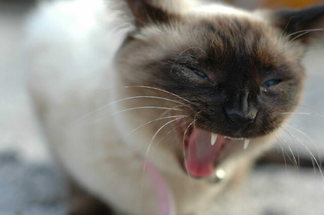 あなどってはいけない猫の嘔吐～それって放っておいて大丈夫？