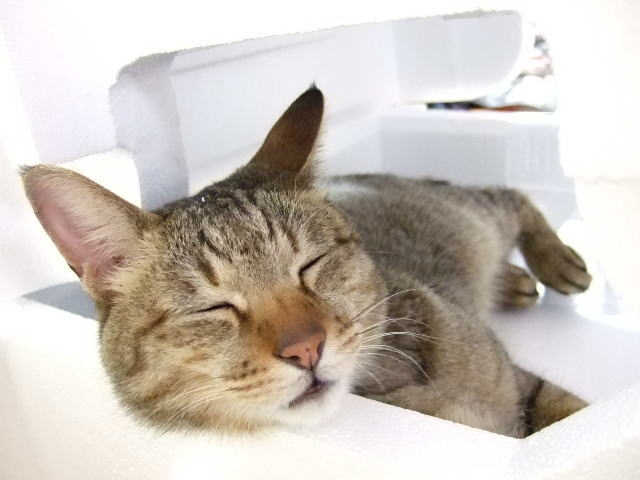 考えられる原因　intopetペットシッターグループ