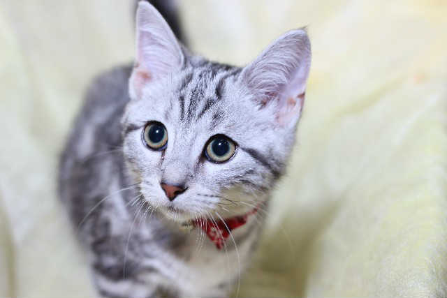 季節の変わり目　intopetペットシッターグループ