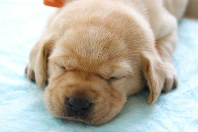 普段からペットを留守番させる時は、ペットの行動範囲を決めておく