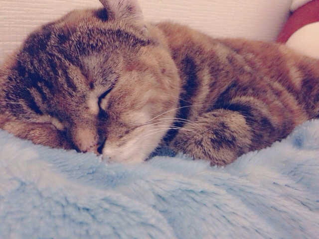 ペットが室内でフリーで過ごす場合は、以下のことに注意しておきましょう