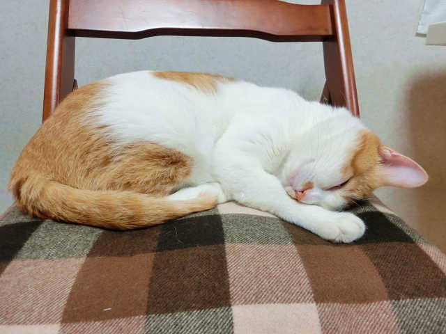 ペットが安心できる場所を作りましょう。