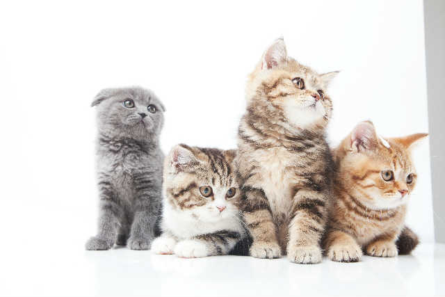 何も予定が無い時ほど、ペットシッター探しのチャンス!