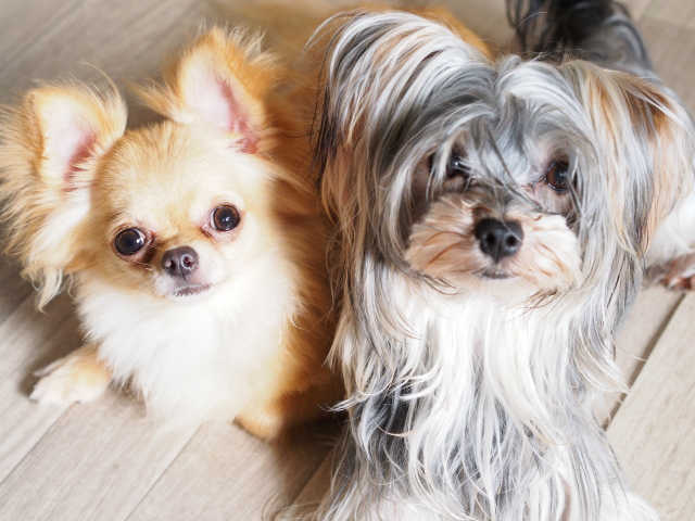 しっかりと打ち合わせをして契約書を交わしてくれるシッターさんを選びましょう。