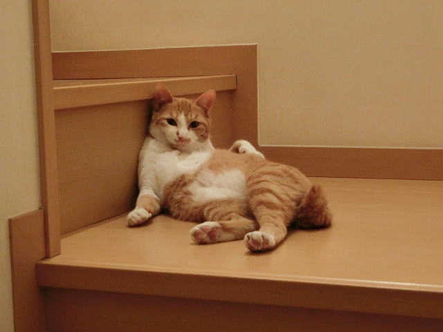 メール等でシッティングの報告をもらう。