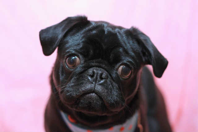 ペットシッターという仕事は?