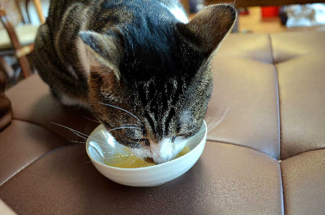 ペットシッターのニーズについて