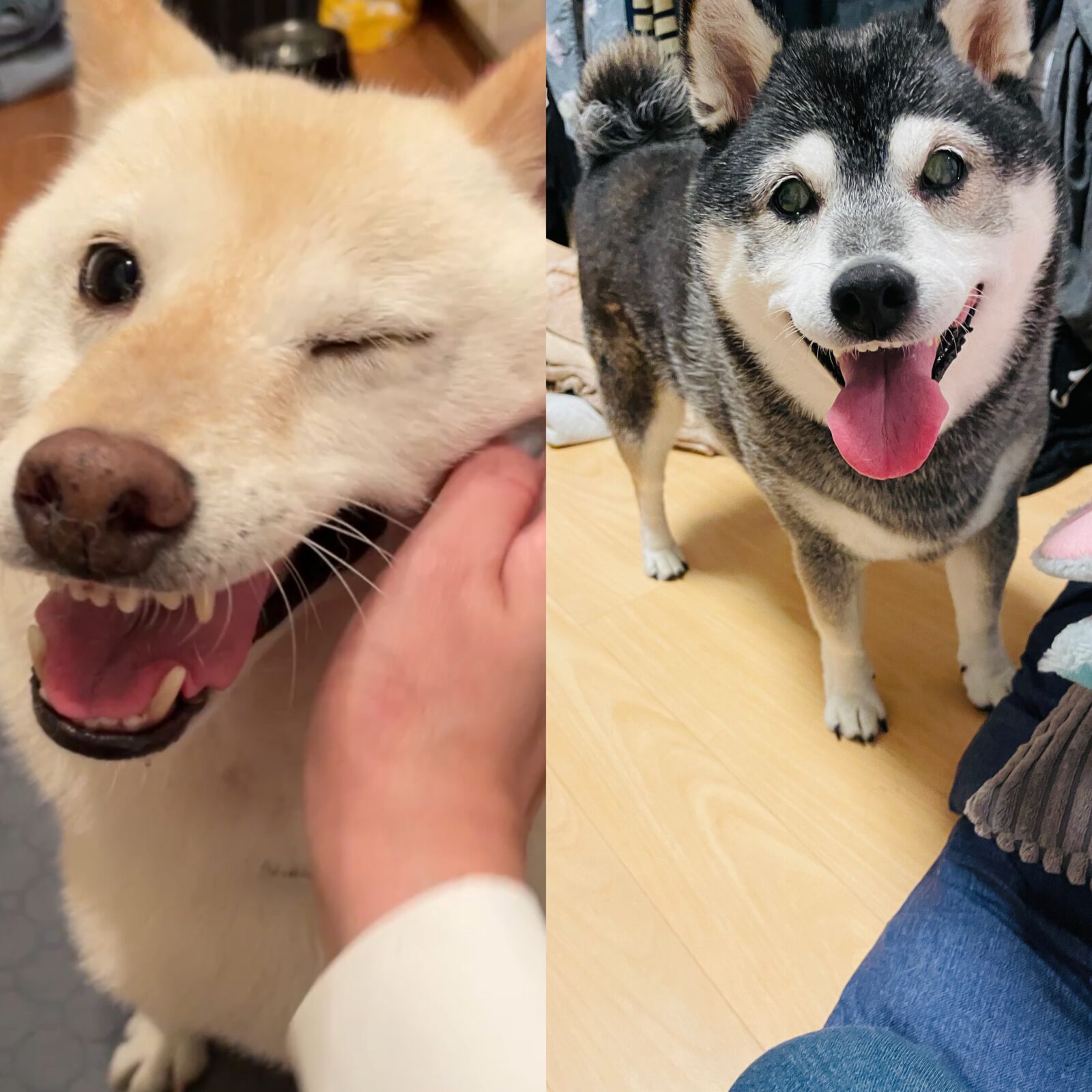 🐕✨新しいお友達✨🐕